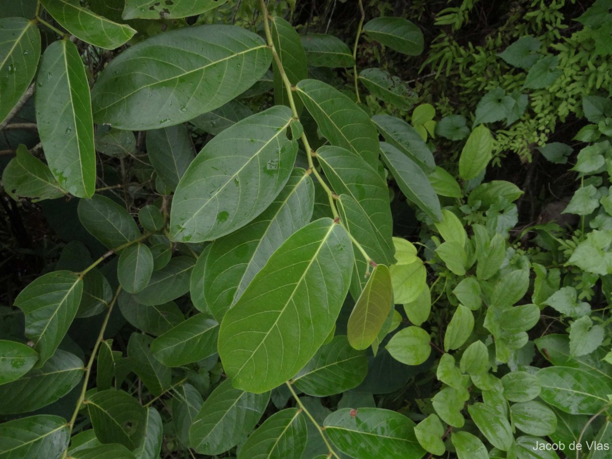 Glochidion zeylanicum var. tomentosum (Dalzell) Trimen